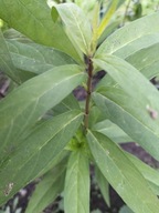 TROJEŚĆ KRWISTA roślina miododajna (10szt)