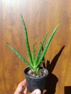 aloe vera var. chinesis sadzonka s don. 9 cm
