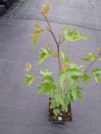 BRZOZA BRODAWKOWATA "CRISPA" Betula sadzonka