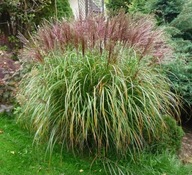 MISKANT CHIŃSKI KRATER NIEWIELKI ALE BARDZO EFEKTOWNY