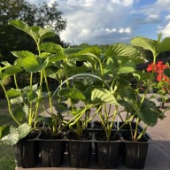 Truskawka Polka, sadzonki truskawek 10 sztuk wysyłka od 8.04