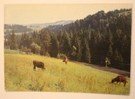 WISŁA GŁĘBCE. Krajobraz, ŁĄKA, KROWY, LAS