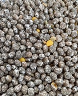 Łubin wąskolistny Karo 15kg