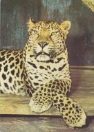 WROCŁAW - ZOO - LAMPART - KOT