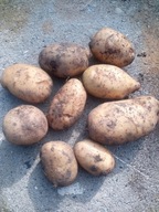 ZIEMNIAKI ŻÓŁTE LORD 10 KG