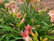 Liliowiec Mix Kolorów 20 SZTUK plus gratis