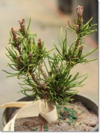 Pinus mugo 'Monophylla' - super unikat !!!