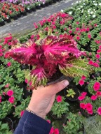 Koleus - Coleus Peters Wonder