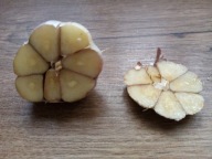 Czosnek harnaś baaardzo duze główki 6cm cm 20 szt