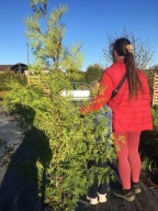 Tuja thuja Brabant żywopłot 1 gat do 210cm gęsty