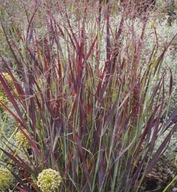 Proso rózgowate ,,NOSFERATU" Polska nowa odmiana MOCNO FIOLETOWO- BORDOWA