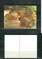 K16670) Karta zwierzecia: Gepard