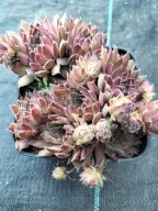 Rojnik 157 PLUM FROSTING barwa śliwkowa