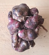 Yacon - sadzonka (Smallanthus sonchifolius)