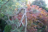 Sosna czarna na wysokim pniu horyzontalna szczepiona świerk 20 letnia inna