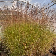 Miskant chiński 'Krater' (Miscanthus sinnesis) P13