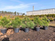 Sosna himalajska 50-55cm