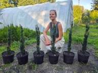 Cis fastigiata 55-60cm