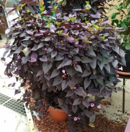 Wilec ipomea batatas Papas Purple Heart