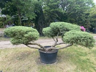 Jałowiec Bonsai