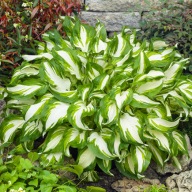 Funkia hosta Mediovariegata