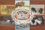 JASTRZĘBIA K. TARNÓW - RANCHO STETSON - KOŃ - KONIE - PIES - PASIEKA - UL