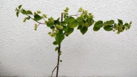 BUGENWILLA, BOUGAINWILLEA SADZONKA BIAŁA pełna ze zdjęcia