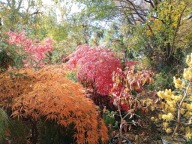 Klon Bi-hou palmowy żółty ambrowiec platan wiąz wiśnia kasztan inny