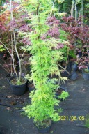 Klon dissectum splatany kolumnowy warkoczowy dąb lipa irga kasztan buk inny