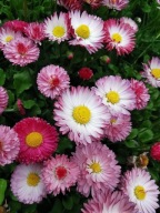 Stokrotka Biała KWITNIE CAŁE LATO Ładne Sadzonki P8 w doniczce miododajna