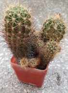 Kaktusy. Lobivia hertrichiana