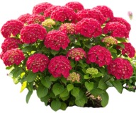 Hortensja ogrodowa czerwona Red Baron 1,5L