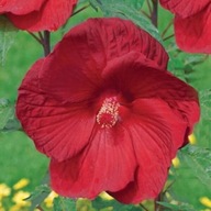 Hibiskus bagienny SUMMERIFIC 'My Valentine'-pojemnik 5l.