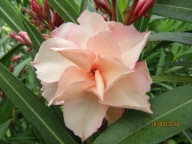 Nerium Oleander podwójny PROVENCE młoda sadzonka ukorzeniona