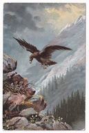 Ptak Ptaki drapieżne Orzeł przedni gniazdo ok.1910r. sygnowana Schropler