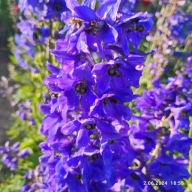 Ostróżka ogrodowa, wyniosła - 1000 nasion