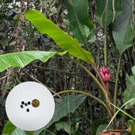 Musa velutina – bananowiec różowy | 5 nasion + instrukcja