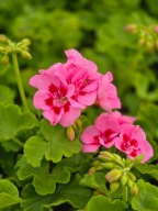 Pelargonia Caliope - Rose Splash