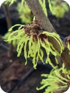 Oczar żółty Pallida, 60-70 cm, pojemnik 2 l