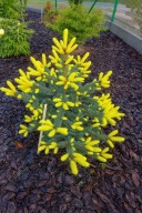 FANTASTYCZNY Świerk kłujący, srebrny 'Golden Melody' Picea pungens