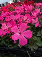 Pelargonia Caliope Landscape Rose
