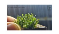 Fissidens sp. Fake Bucephalandra 10 gałązek od fibell