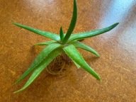 ALOE ZEBRINA/ALOES ZEBRINA sadzonka z gołym korzeniem