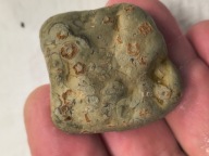 Skamieniałe koralowce algi glony agaty muszlowe