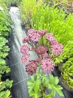 JARZMIANKA WIĘKSZA "DIAMONDS RED" bylina sadzonka