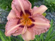 Liliowiec Mix Kolorów 20 SZTUK plus gratis