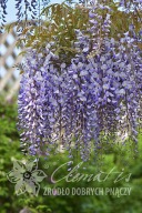 glicynia kwiecista 'Ludwik Lawin' ('B') Wisteria