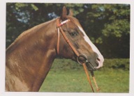 Stadnina Koni Moszna 1983r. głowa ogiera Czerkies Koń Konie 436F