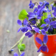 FIOŁEK WONNY SADZONKA W DONICZCE P8 ZADARNIAJĄCY POD DRZEWA NA OBWÓDKI