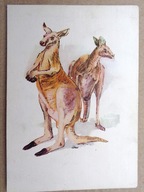 POCZTÓWKA - ALOJZY BALCERZAK - KANGUR - grafika autorska z lat 60-ych.